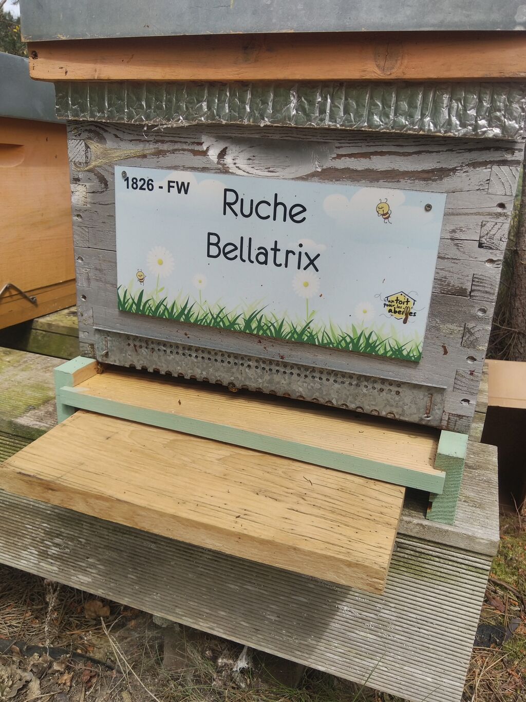 La ruche Bellatrix