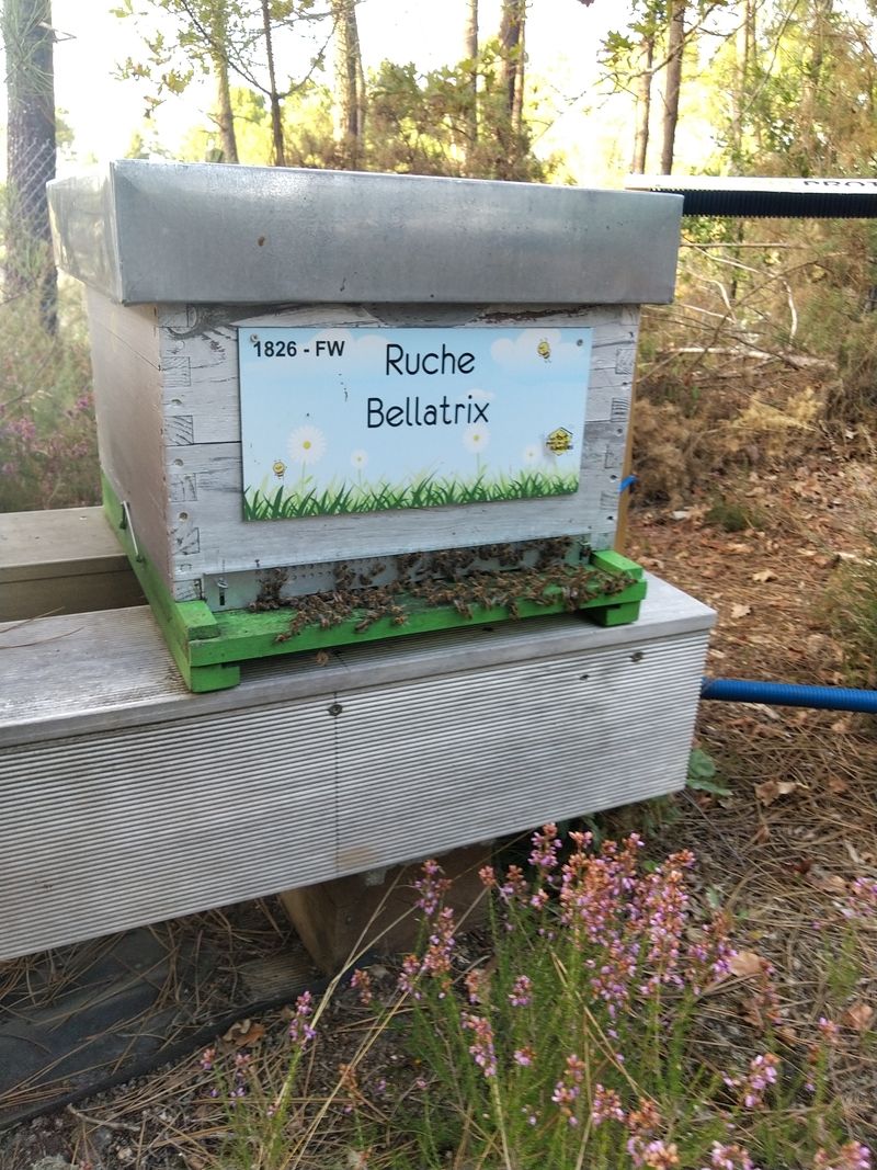 La ruche Bellatrix