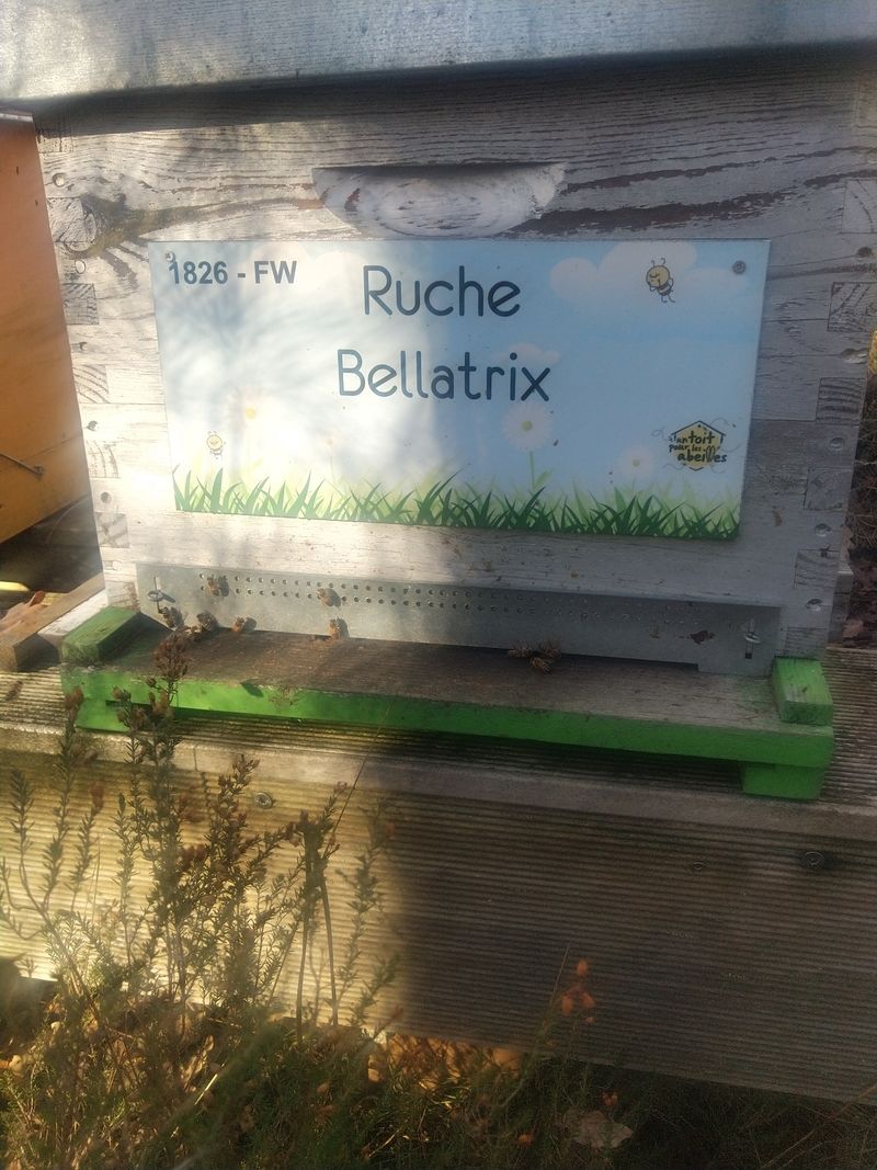 La ruche Bellatrix