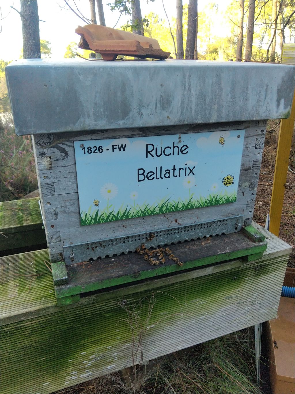 La ruche Bellatrix