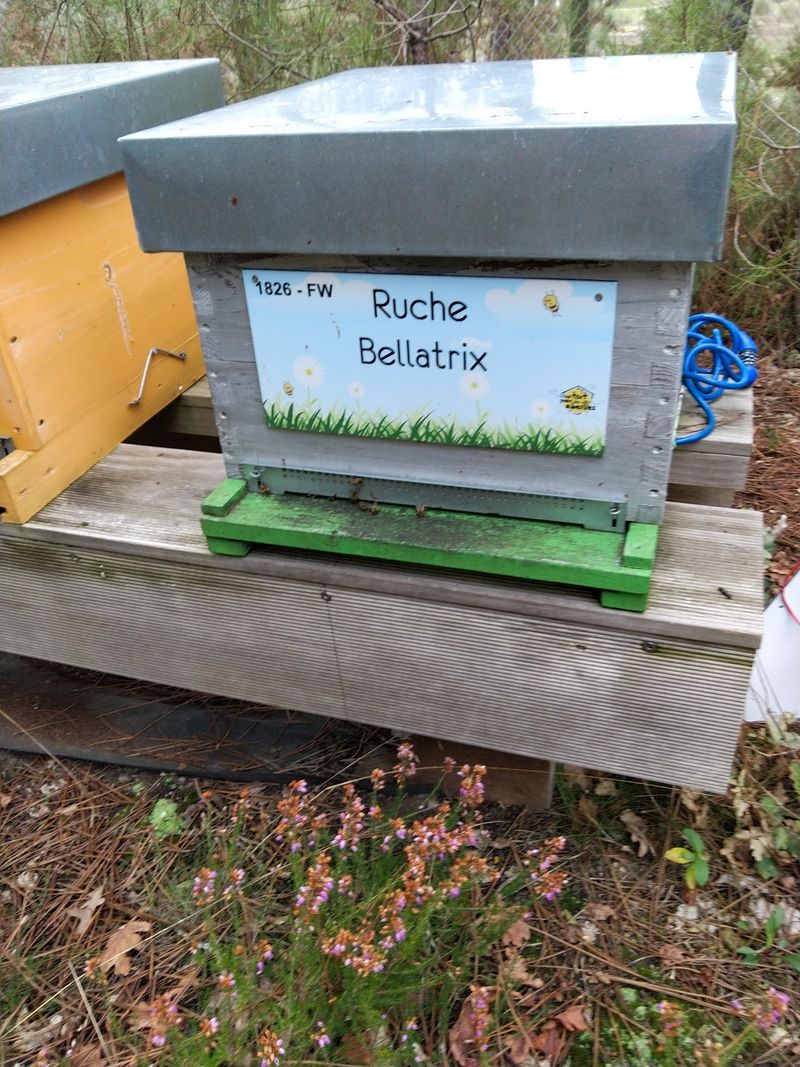 La ruche Bellatrix