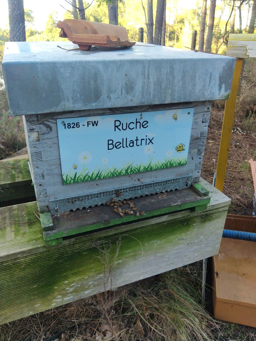 La ruche Bellatrix
