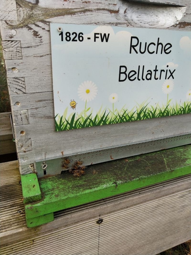 La ruche Bellatrix