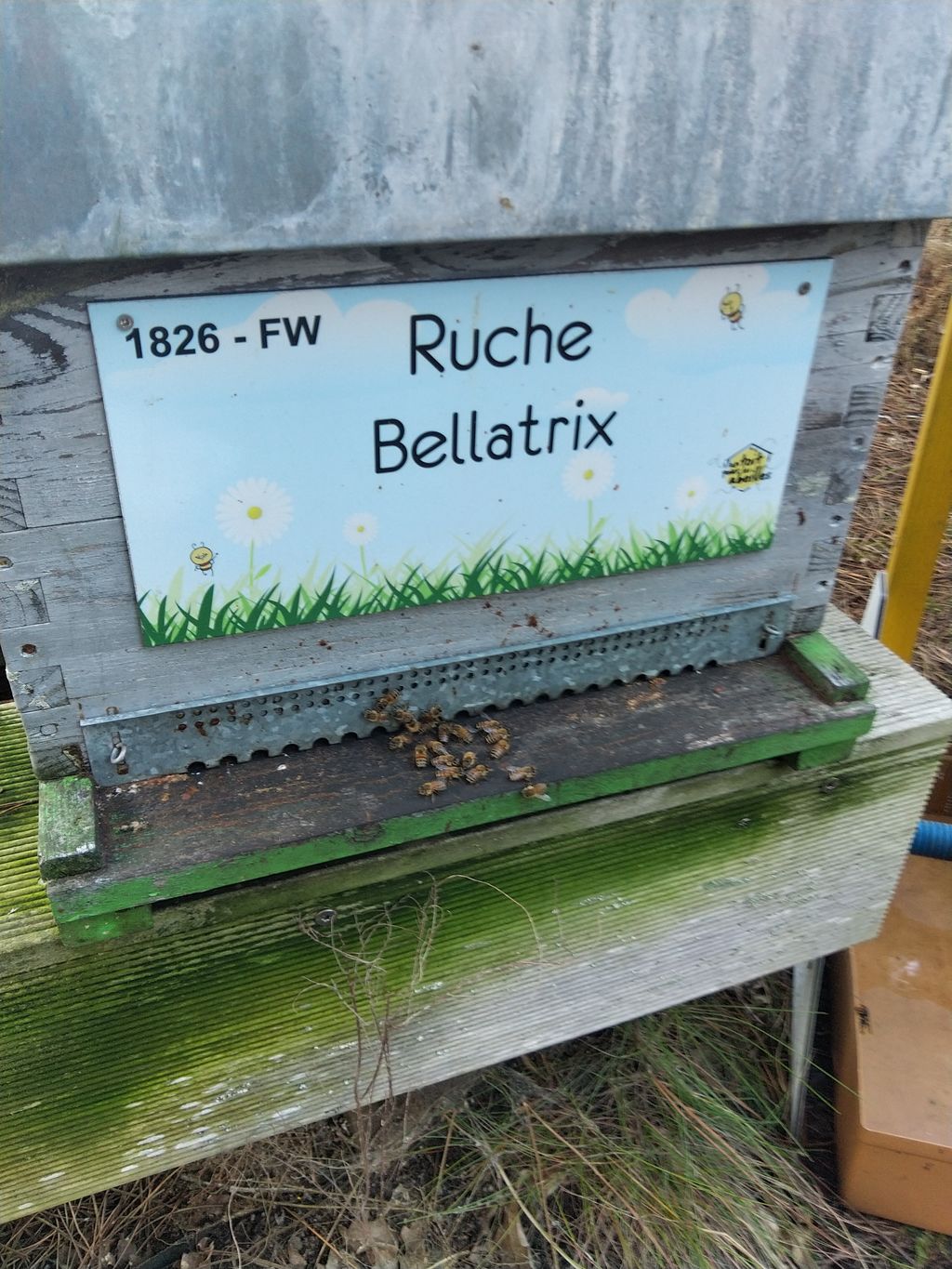La ruche Bellatrix