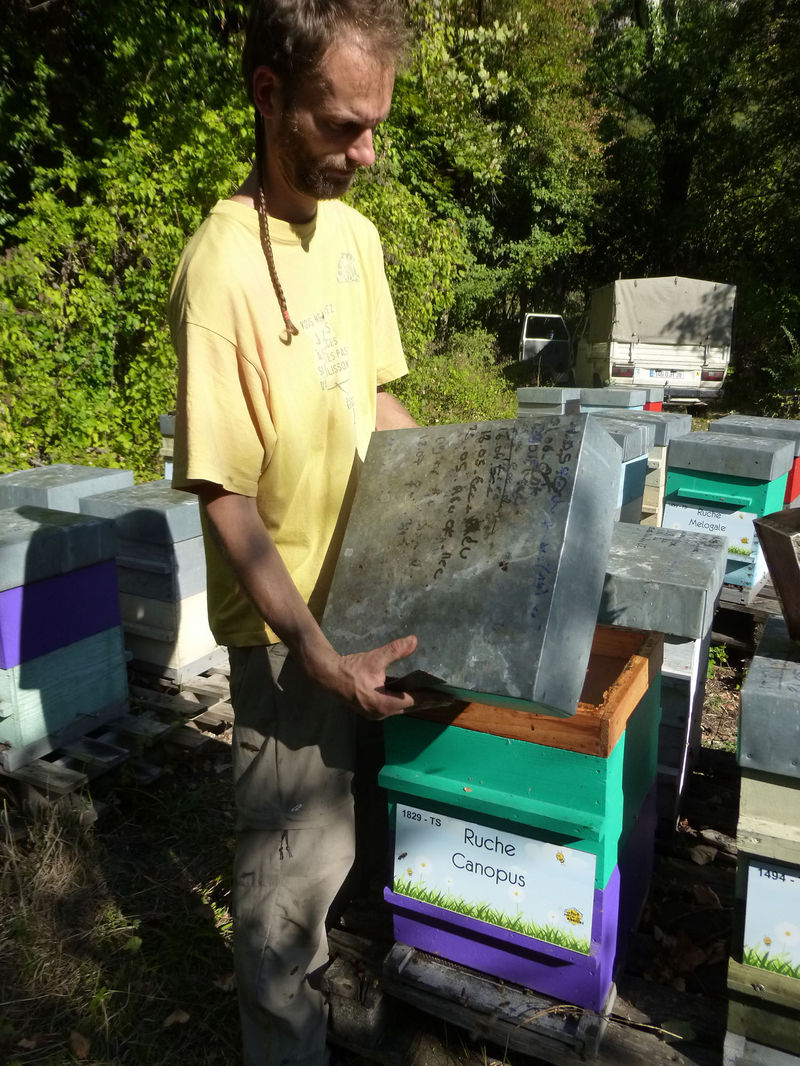 La ruche Canopus