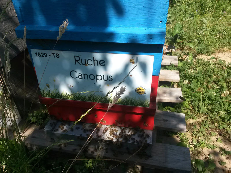 La ruche Canopus