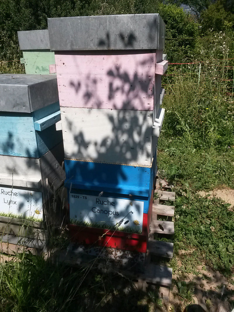 La ruche Canopus