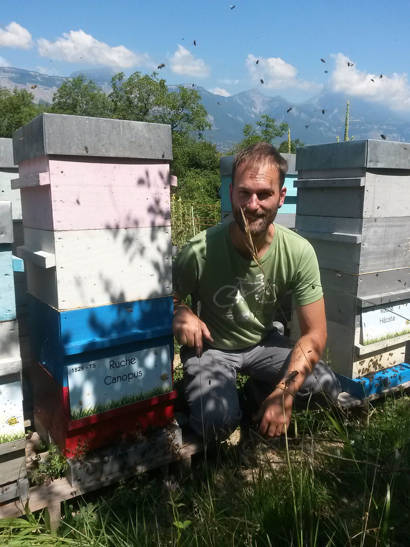 La ruche Canopus