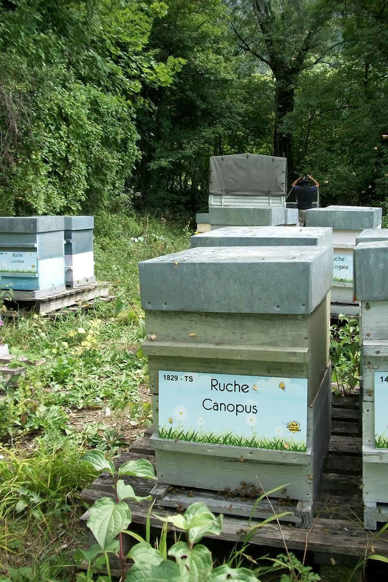La ruche Canopus