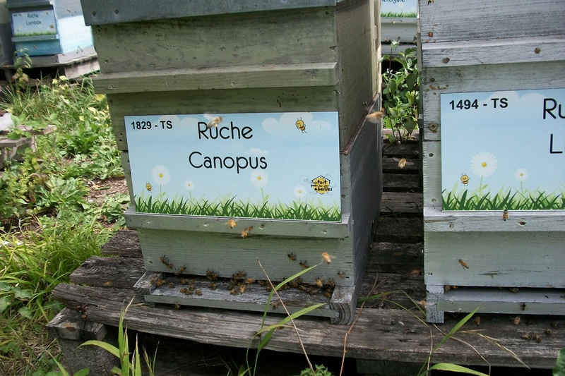 La ruche Canopus