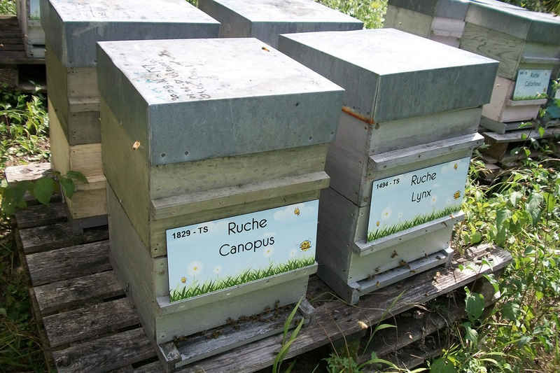 La ruche Canopus