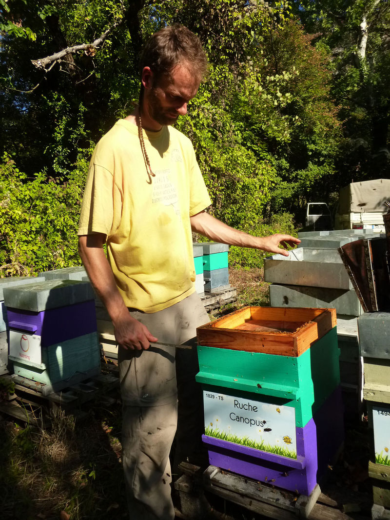 La ruche Canopus