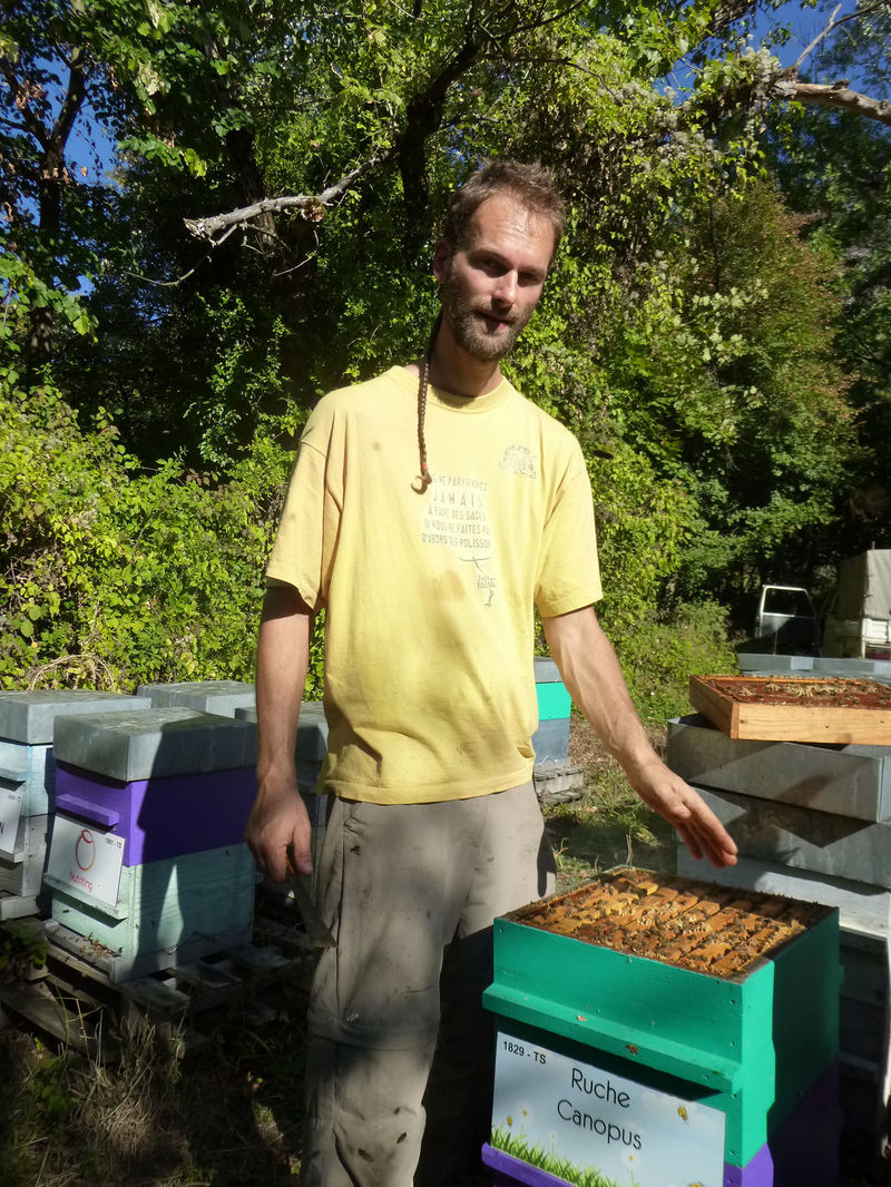 La ruche Canopus