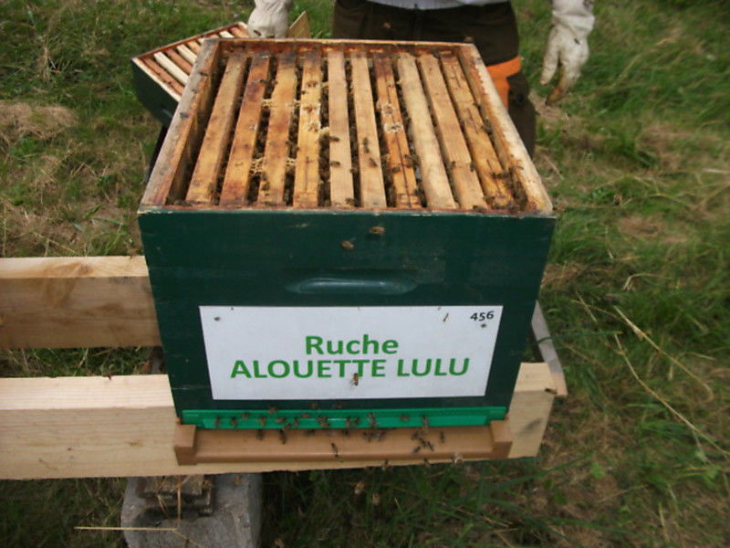 La ruche Alouette lulu