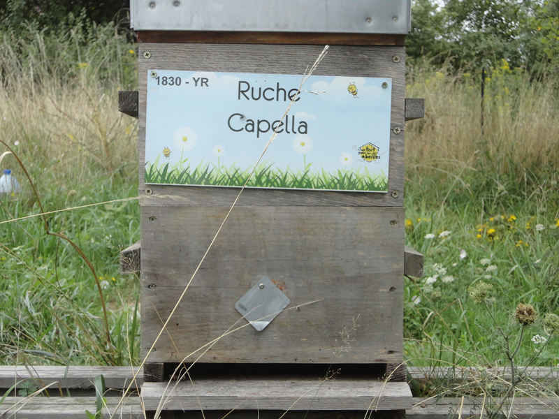 La ruche