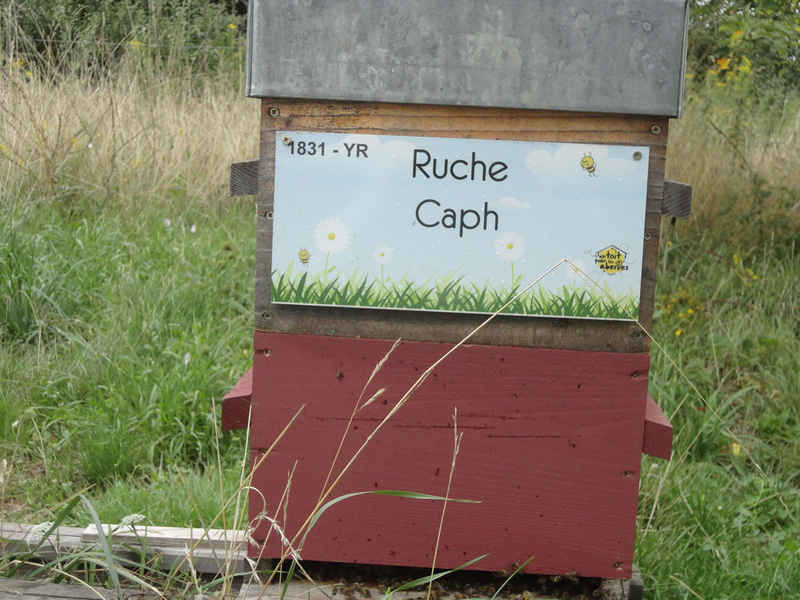 La ruche