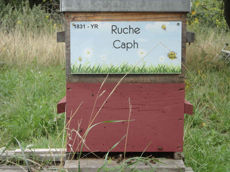 La ruche Caph