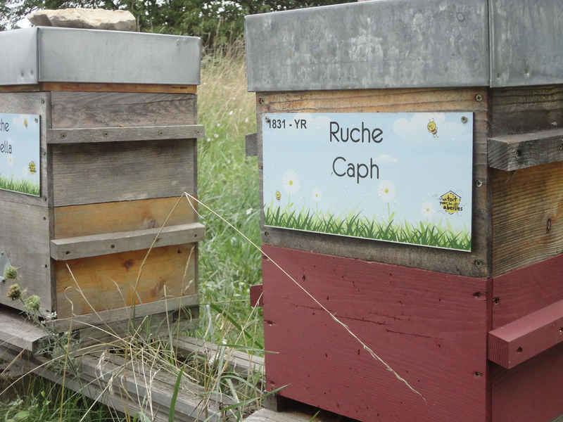 La ruche Caph