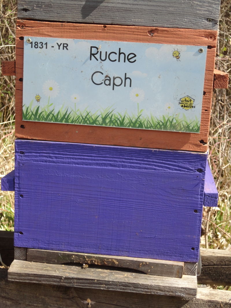 La ruche Caph