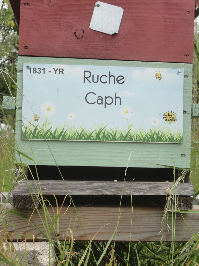 La ruche Caph