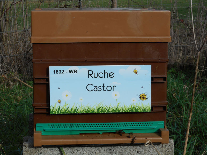 La ruche