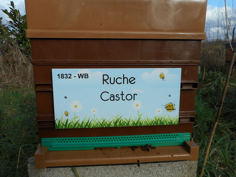 La ruche Castor