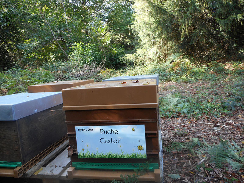 La ruche Castor