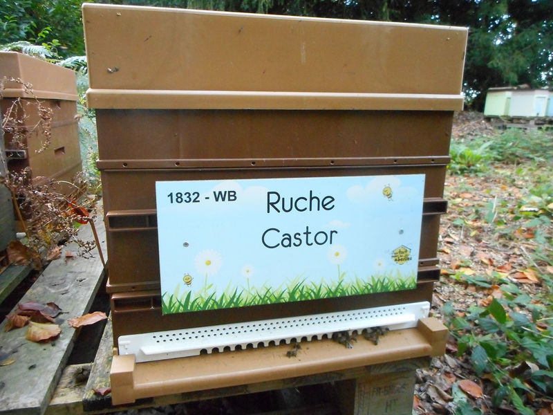 La ruche Castor