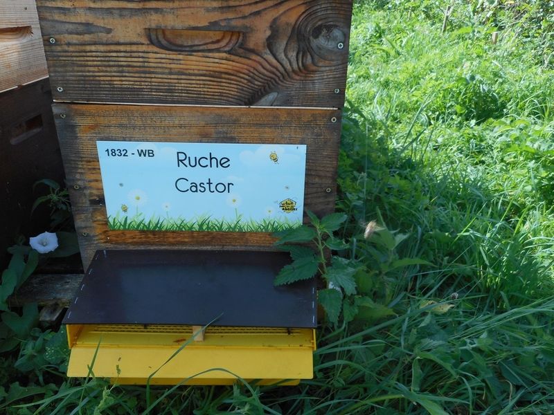 La ruche Castor