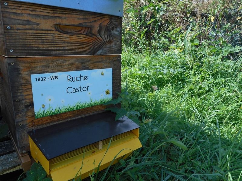 La ruche Castor