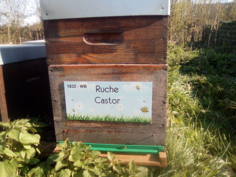 La ruche Castor