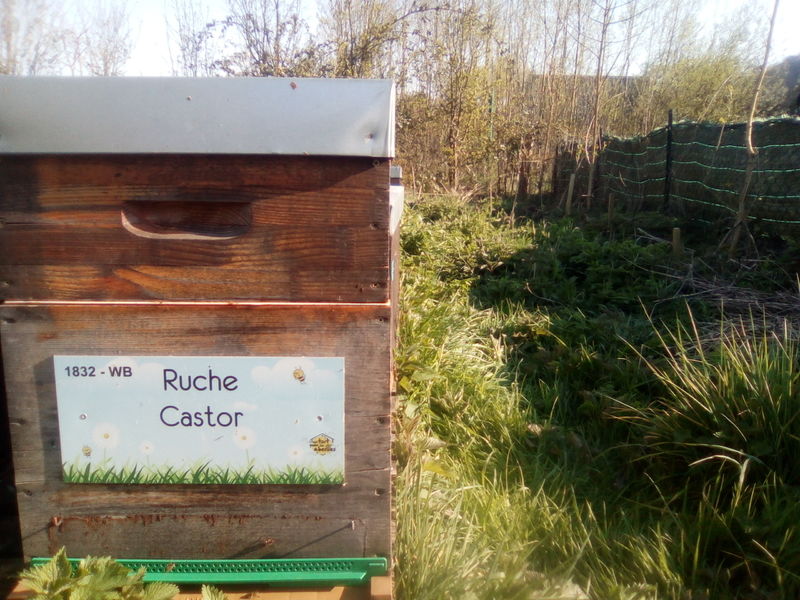 La ruche Castor