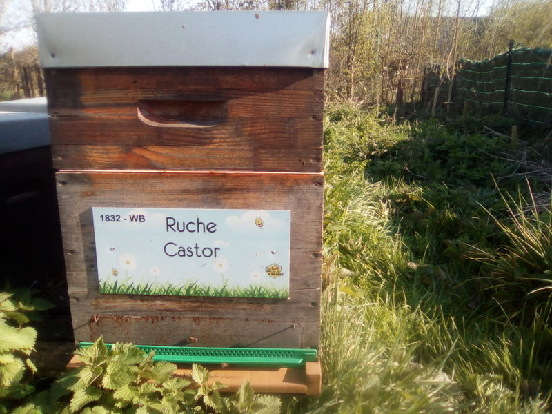 La ruche Castor