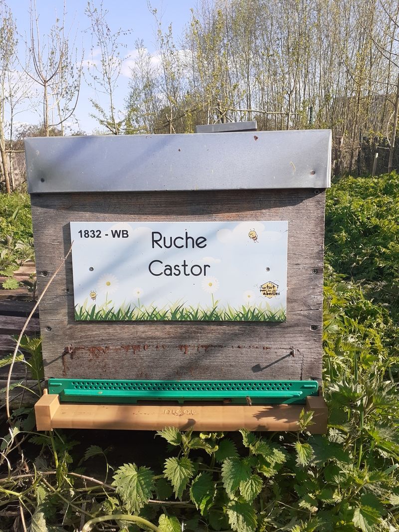 La ruche Castor