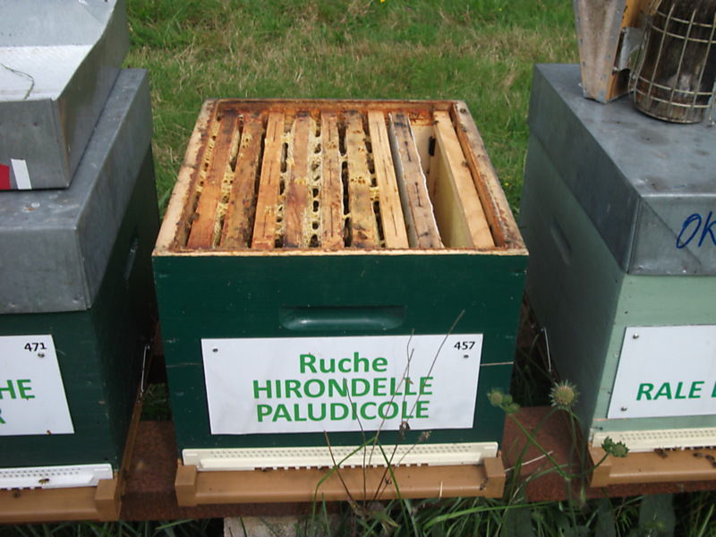 La ruche Hirondelle paludicole