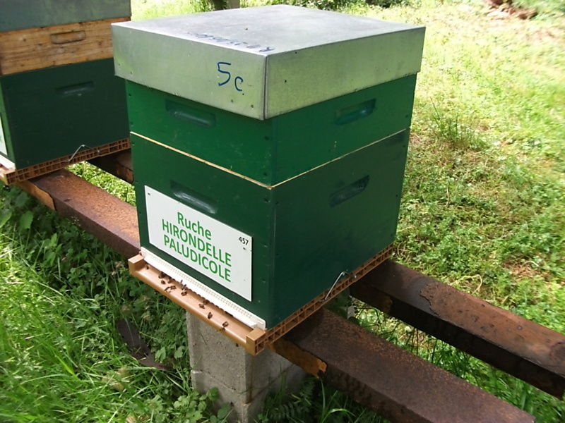 La ruche Hirondelle paludicole