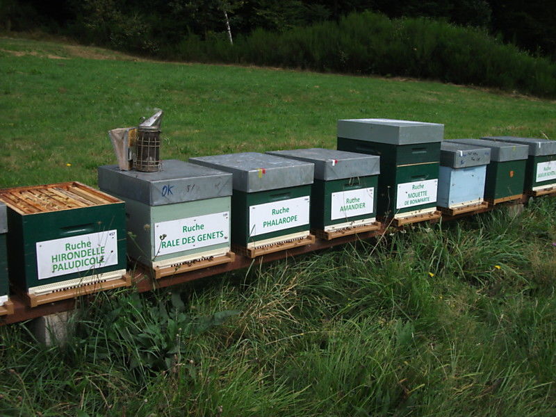La ruche Hirondelle paludicole