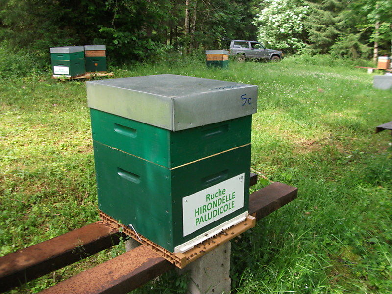 La ruche Hirondelle paludicole