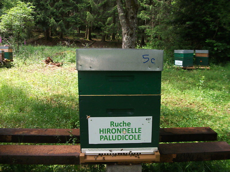 La ruche Hirondelle paludicole