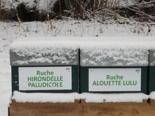 La ruche Hirondelle paludicole