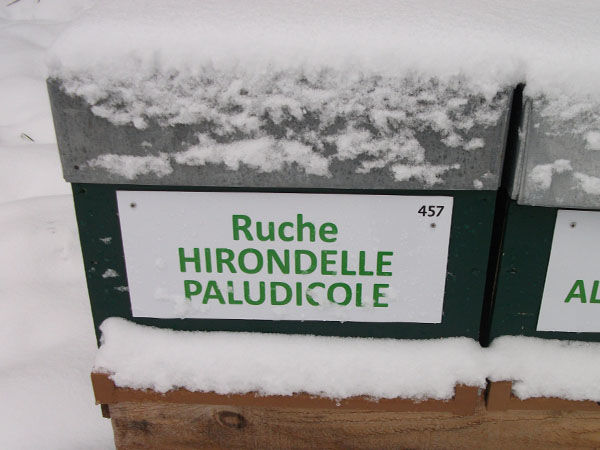 La ruche Hirondelle paludicole