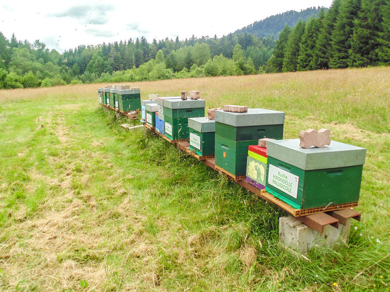 La ruche Hirondelle paludicole