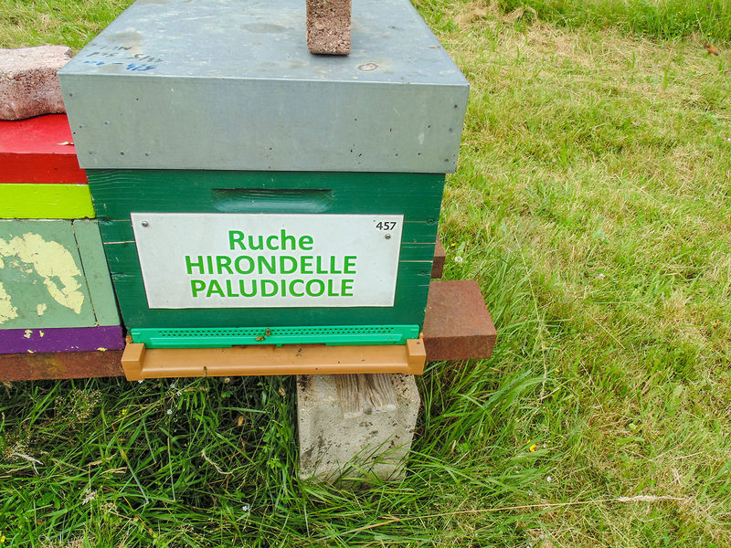 La ruche Hirondelle paludicole