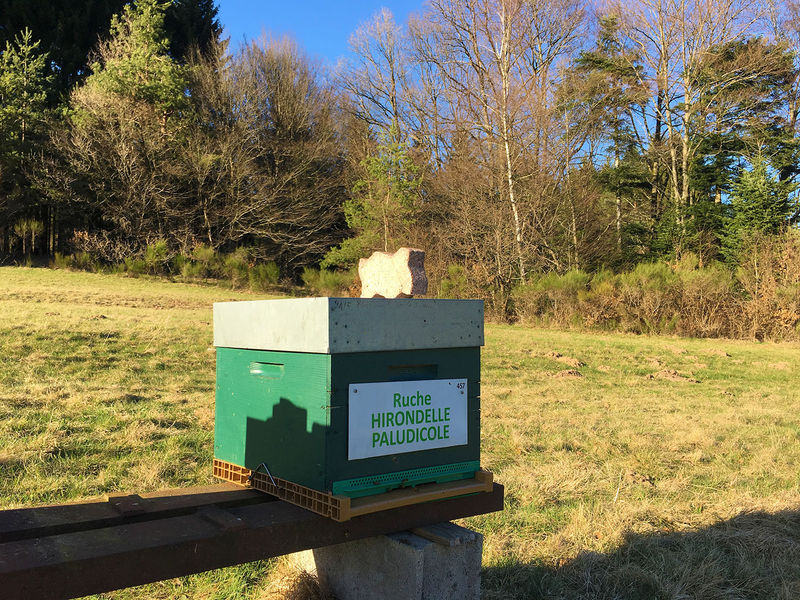 La ruche Hirondelle paludicole
