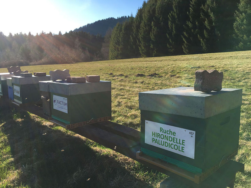 La ruche Hirondelle paludicole