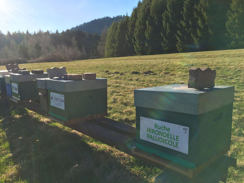 La ruche Hirondelle paludicole