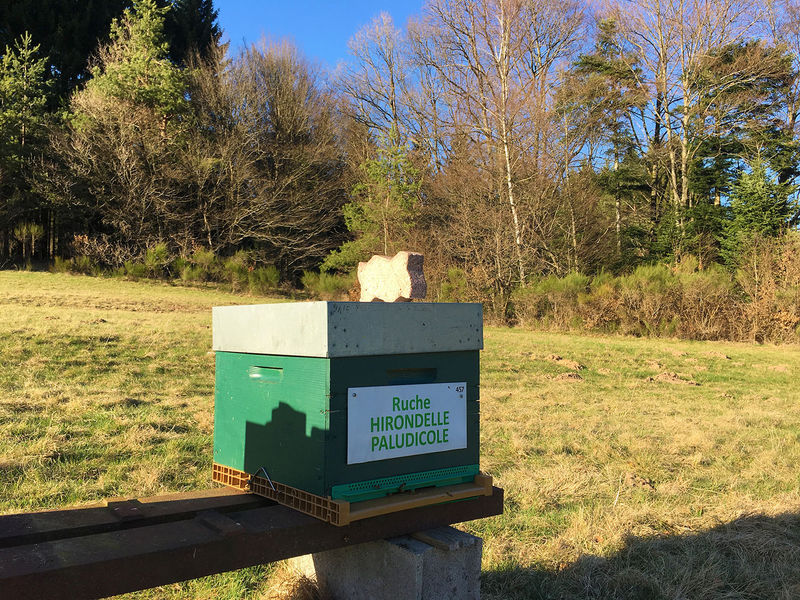 La ruche Hirondelle paludicole