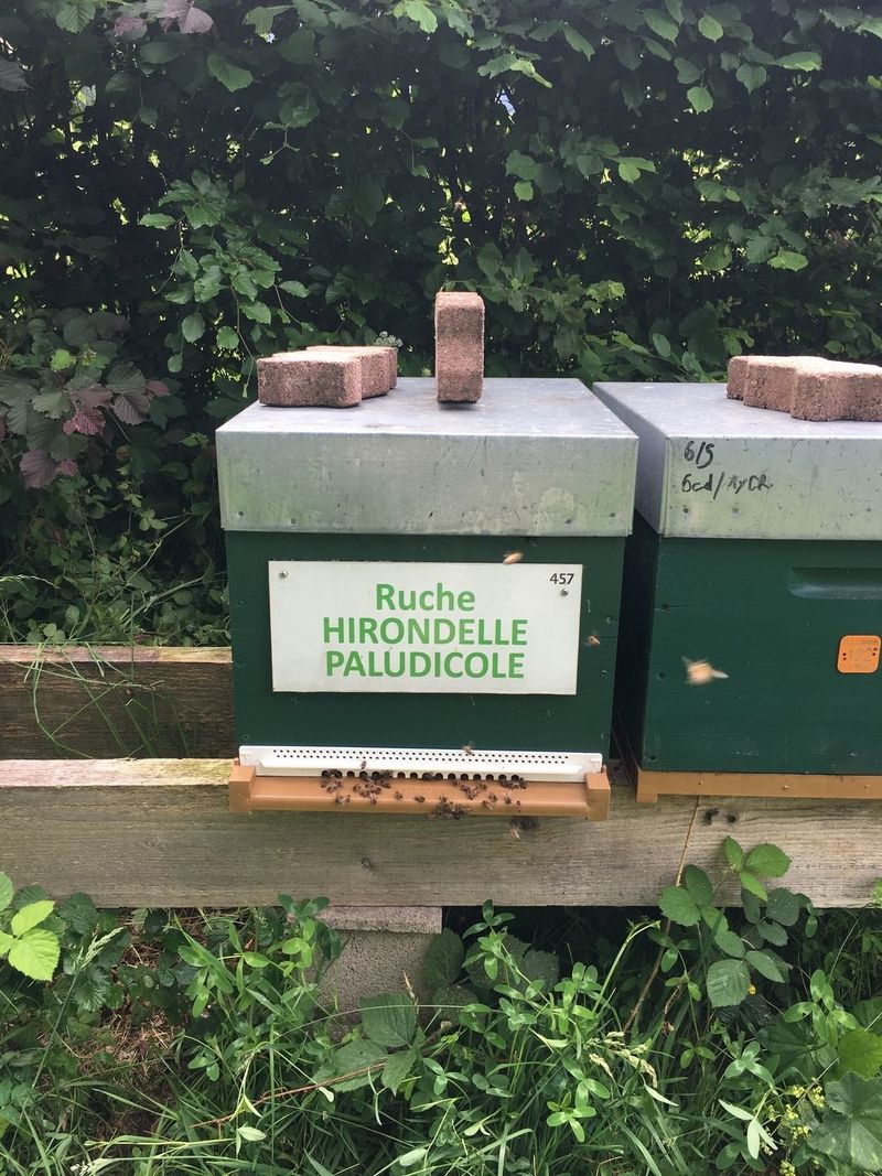 La ruche Hirondelle paludicole