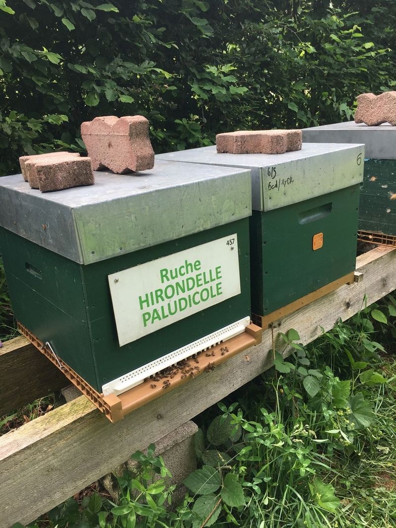 La ruche Hirondelle paludicole