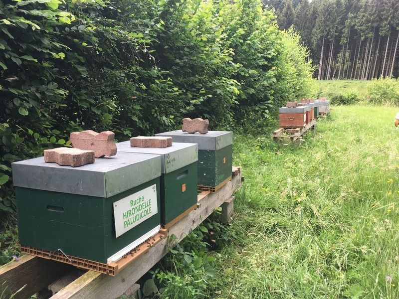 La ruche Hirondelle paludicole